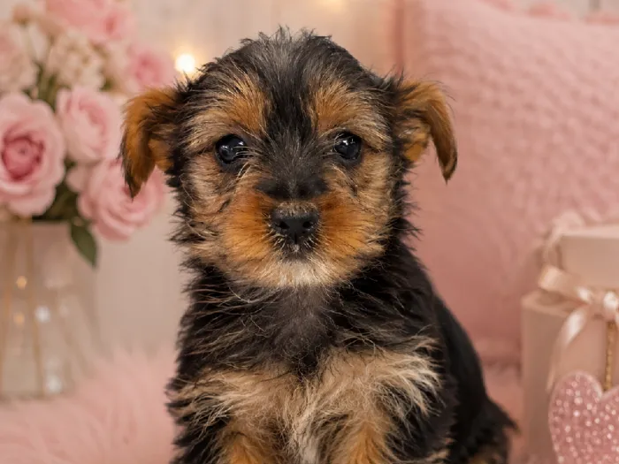 Female Yorkie puppy named Maddi for sale at Puppy City Harrisonburg.