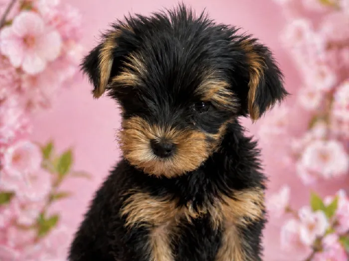 Female Yorkie Puppy for Sale in Winchester, VA