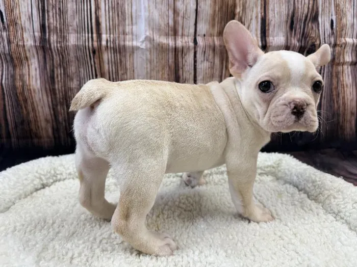 Female French Bulldog puppy named Matcha for sale at Puppy City Winchester.