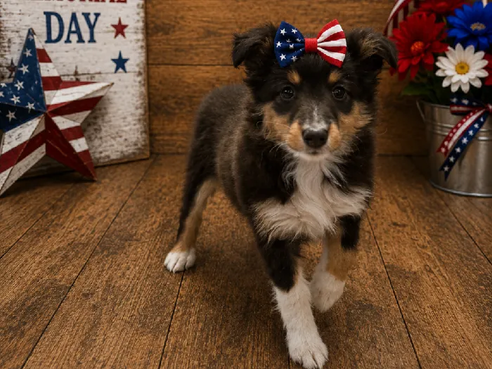Female Sheltie Puppy for Sale in Winchester, VA