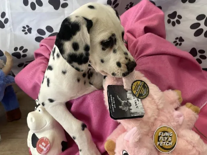 Female Dalmation Puppy for Sale in Harrisonburg, VA