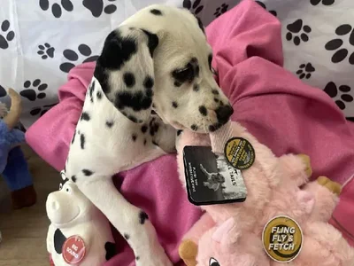 Female Dalmation Puppy for Sale in Harrisonburg, VA