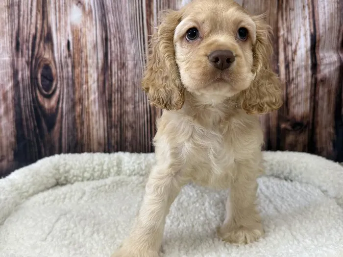 Male Cocker Spaniel puppy named Dutton for sale at Puppy City Winchester.