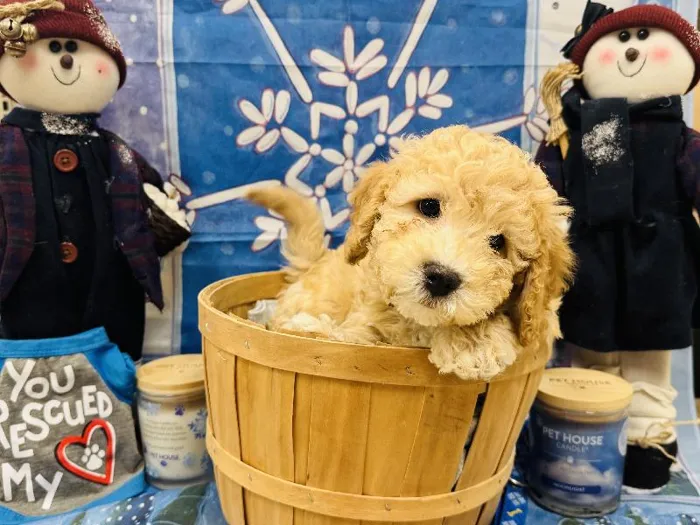 Male Bichon Poo Puppy for Sale in Winchester, VA