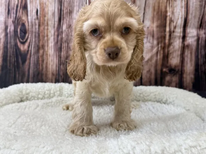 Female Cocker Spaniel puppy named Meadow for sale at Puppy City Winchester.