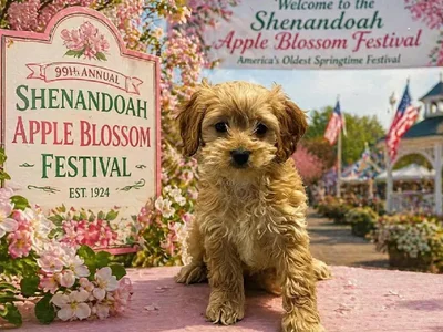 Female Cockapoo Puppy for Sale in Winchester, VA