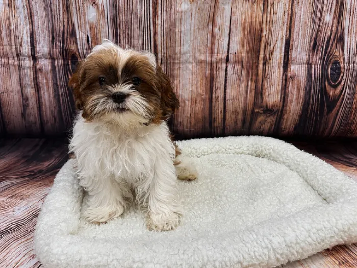 Male Shih Tzu puppy named Chico for sale at Puppy City Winchester.