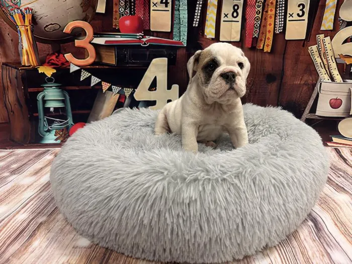 Female English Bulldog puppy named Rebecca for sale at Puppy City Winchester.