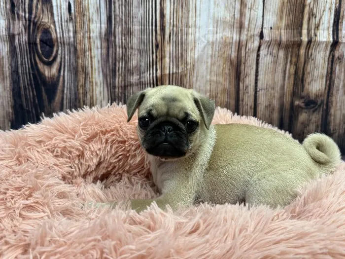 Male Pug puppy named Gunner for sale at Puppy City Winchester.