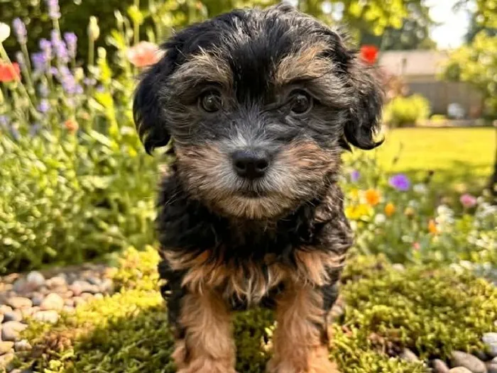 Male Shipoo Puppy for Sale in Winchester, VA
