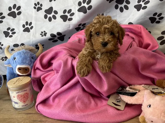 Male Bichon Poo Puppy for Sale in Winchester, VA