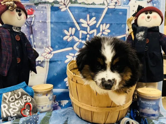 Female Miniature Australian Shepherd Puppy for Sale in Winchester, VA