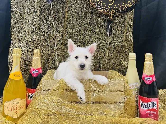 Male West Highland Terrier Puppy for Sale in Winchester, VA