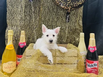 Male West Highland Terrier Puppy for Sale in Winchester, VA