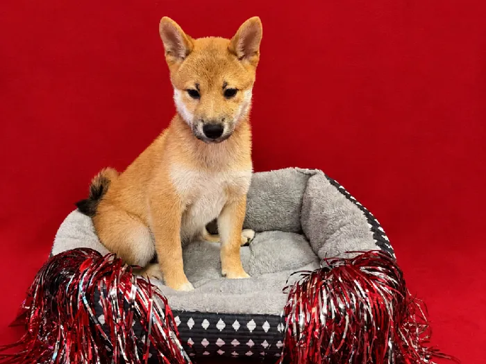 Male Shiba Inu puppy named Bubba for sale at Puppy City Winchester.