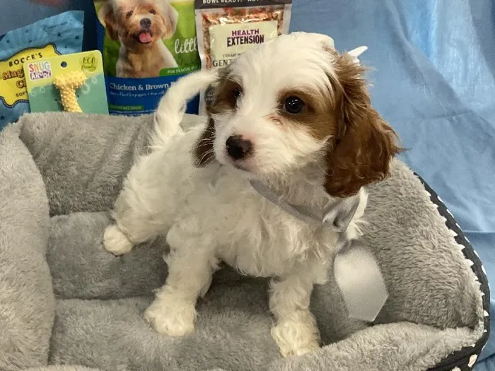 Male Cavapoo puppy named Ollie for sale at Puppy City Winchester.