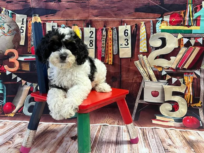 Female Cockapoo puppy named Luna for sale at Puppy City Winchester.