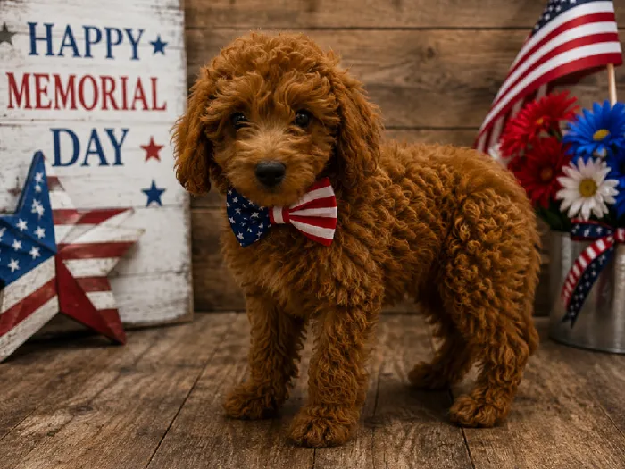 Male Cavapoo Puppy for Sale in Winchester, VA