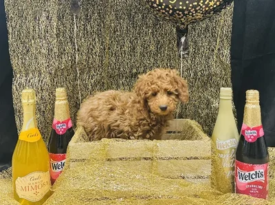 Female Mini Poodle Puppy for Sale in Winchester, VA