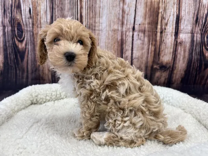 Male Bichon Poo puppy named Pooh for sale at Puppy City Winchester.