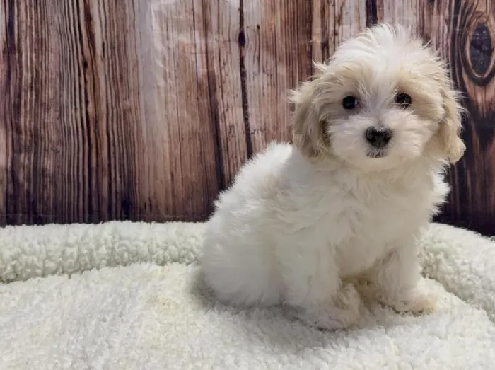 Male Maltipoo puppy named Wookie for sale at Puppy City Winchester.