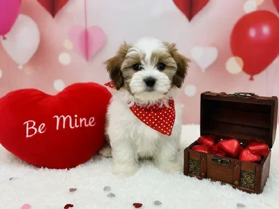 Male Shipoo Puppy for Sale in Winchester, VA