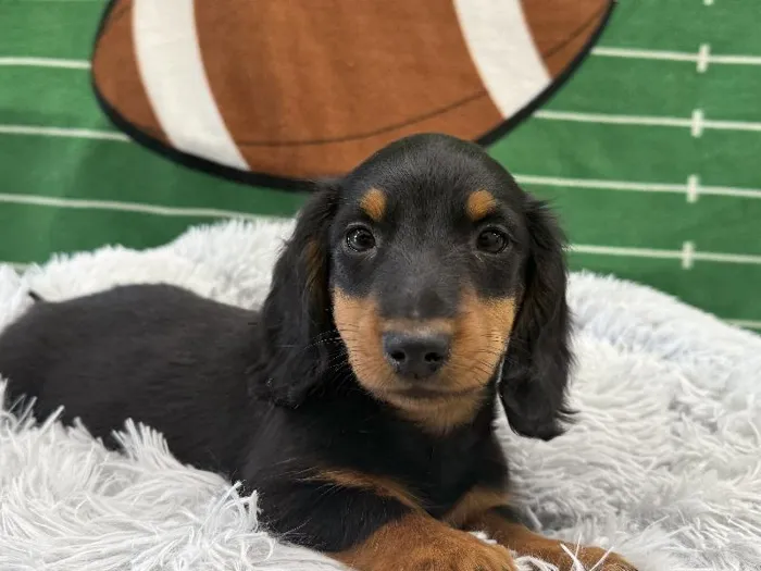 Male Standard Dachshund puppy named Boscoe for sale at Puppy City Winchester.