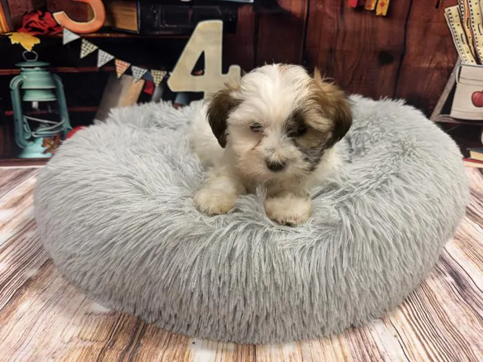 Male Teddy Bear puppy named Jeremy for sale at Puppy City Winchester.