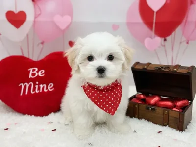 Male Malshi Puppy for Sale in Winchester, VA