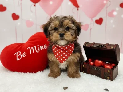 Male Shorkie Puppy for Sale in Winchester, VA
