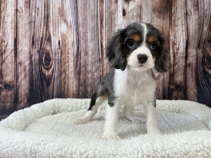Male Cockalier (Cocker/Cavalier) puppy named Odie for sale at Puppy City Winchester.