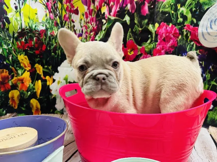 Male French Bulldog Puppy for Sale in Winchester, VA