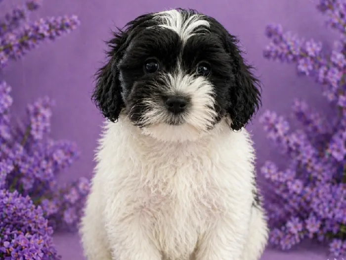 Female Shipoo Puppy for Sale in Winchester, VA