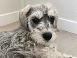 Male Mini Schnauzer puppy named Herman for sale at Puppy City Harrisonburg.