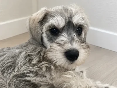 Male Mini Schnauzer puppy named Herman for sale at Puppy City Harrisonburg.