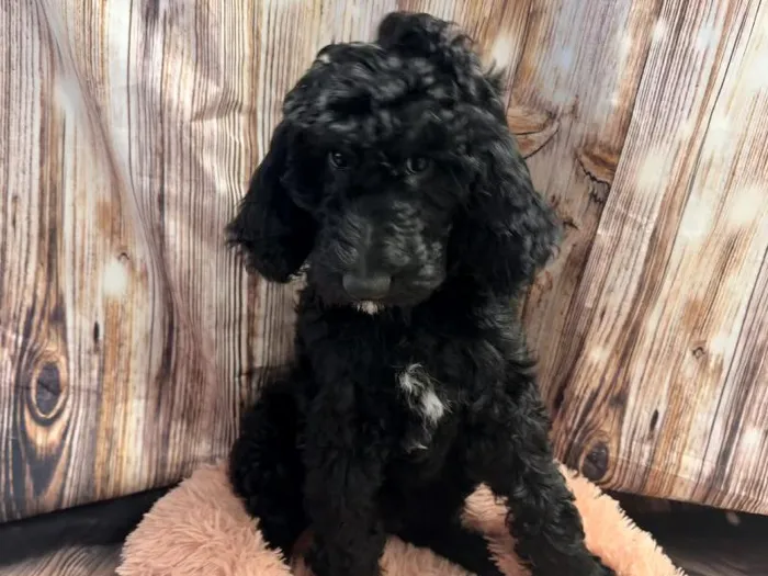 Male Aussiedoodle puppy named Atlas for sale at Puppy City Winchester.