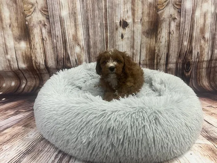 Female Cavapoo puppy named Buttercup for sale at Puppy City Winchester.