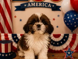 Male Shih Tzu puppy named Chico for sale at Puppy City Winchester.