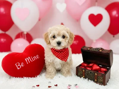 Male Bichon Poo Puppy for Sale in Winchester, VA