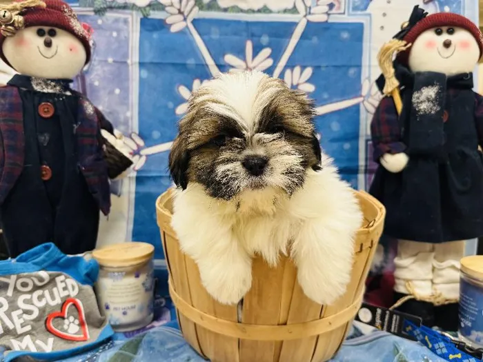 Male Shih Tzu Puppy for Sale in Winchester, VA