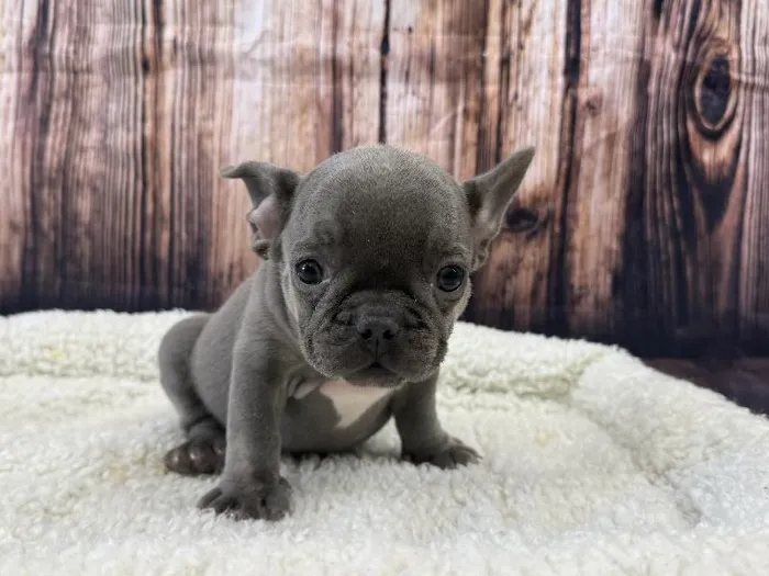 Male French Bulldog puppy named Loki for sale at Puppy City Winchester.