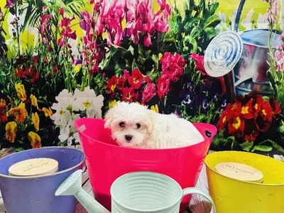 Female Maltichon Puppy for Sale in Winchester, VA