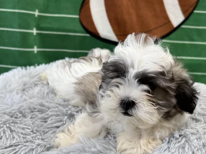Male Bichon-Poo puppy named Pluto for sale at Puppy City Winchester.