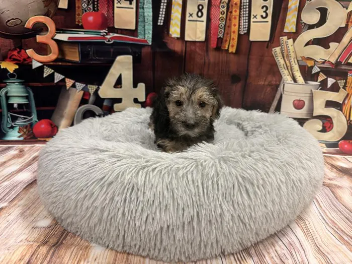 Female Morkie puppy named Jenny for sale at Puppy City Winchester.