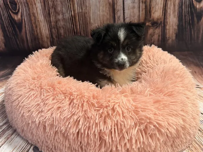 Female Miniature Australian Shepherd puppy named Nala for sale at Puppy City Winchester.