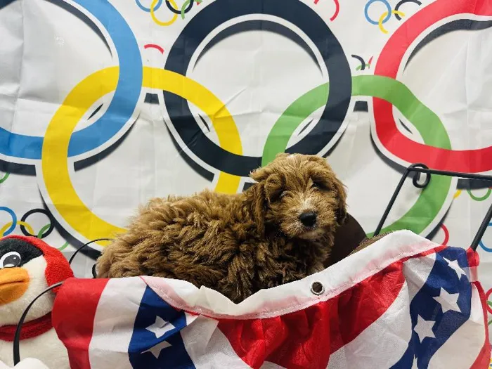 Female Miniature Goldendoodle Puppy for Sale in Harrisonburg, VA
