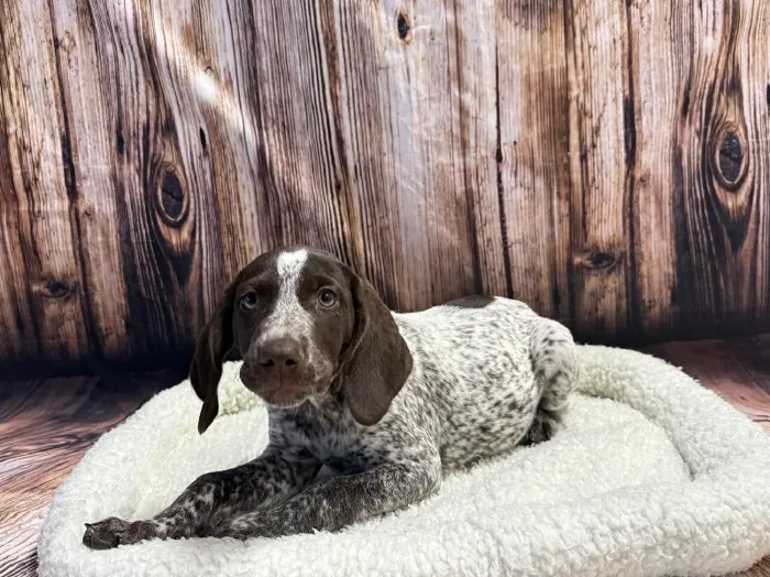 Female German Shorthaired Pointer puppy named Lacey for sale at Puppy City Winchester.