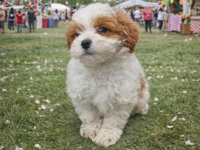 Male Shipoo Puppy for Sale in Winchester, VA