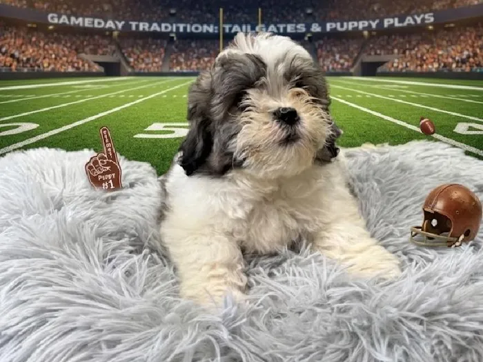 Female Bichon-Poo puppy named Joanne for sale at Puppy City Harrisonburg.