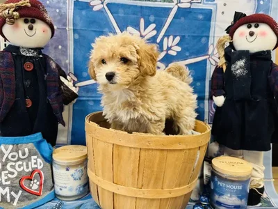 Female Bichon Poo Puppy for Sale in Winchester, VA